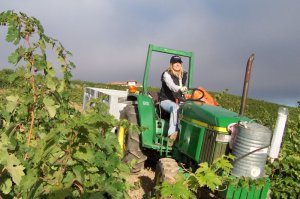 Janell Dusi farming the vineyard that Sylvester planted